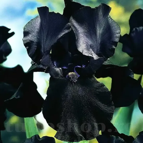 radacini iris black night gradina neagra plantare