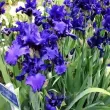Bulbi Iris Dusky Challenger (Stanjenel) - Toamna radacini iris dusky challenger albastru flori mari plantare 110x110
