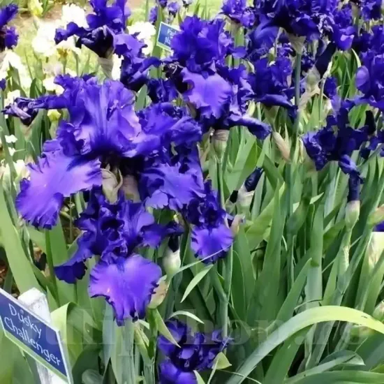 Bulbi Iris Dusky Challenger (Stanjenel) - Toamna radacini iris dusky challenger albastru flori mari plantare