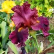 Bulbi Iris Hearty Burgundy (Stanjenel) - Toamna radacini iris hearty burgundy perena grena plantare 110x110