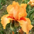 Bulbi Iris Orange Harvest (Stanjenel) - Toamna radacini iris orange harvest gradina reinfloritoare plantare 110x110