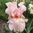 Bulbi Iris Pink Horizon (Stanjenel) - Toamna radacini iris pink horizon gradina roz plantare 110x110