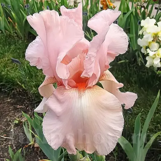 radacini iris pink horizon gradina roz plantare