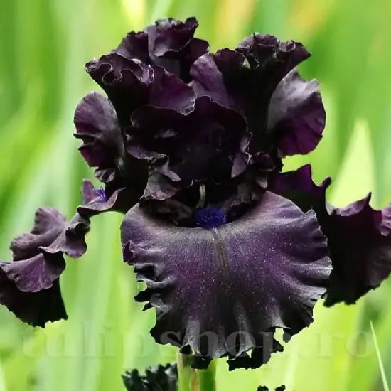 rizomi iris black night negru catifelat toamna