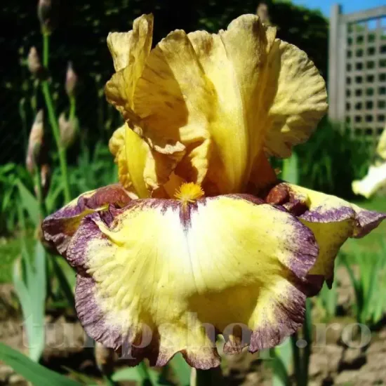 Bulbi Iris Bullwinkle (Stanjenel) - Toamna rizomi iris bullwinkle galben violet toamna
