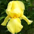 rizomi iris germanica maui moonlight 110x110