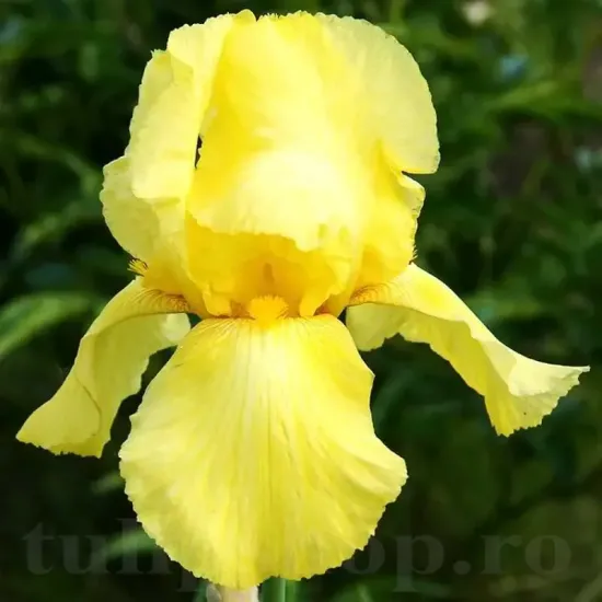 rizomi iris germanica maui moonlight