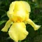 Bulbi Iris Maui Moonlight (Stanjenel) - Toamna