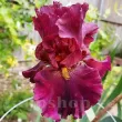 Bulbi Iris Hearty Burgundy (Stanjenel) - Toamna rizomi iris hearty burgundy visiniu toamna 110x110
