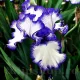 Bulbi Iris Loop the Loop (Stanjenel) rizomi iris loop the loop alb violet toamna