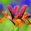 Bulbi Iris Autumn Princess (Stanjenel) - Toamna set bulbi iris hollandica autumn princess 110x110