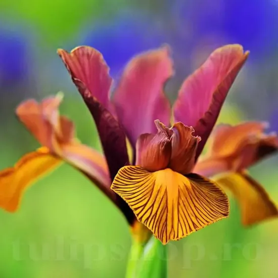 Bulbi Iris Autumn Princess (Stanjenel) set bulbi iris hollandica autumn princess