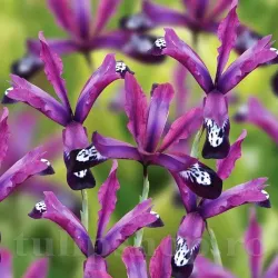 Bulbi Iris Pauline (Stanjenel) - Toamna Bulbi Iris Pauline (Stanjenel) - Toamna