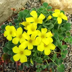 Bulbi Oxalis Ken Aslet (Trifoi)