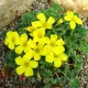bulbi oxalis galben ken aslet plantare primavara