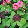bulbi oxalis iron cross trifoi patru foi norocos 110x110