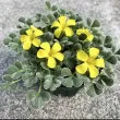 bulbi oxalis ken aslet trifoi frunze argintii 110x110