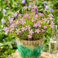 Bulbi Oxalis Pink Spider (Trifoi)