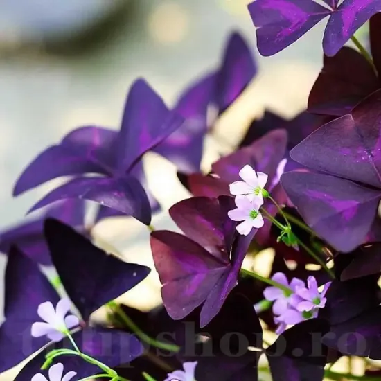 bulbi oxalis triangularis trifoi mov de gradina