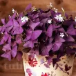 Bulbi Oxalis Triangularis (Trifoi) - Primavara bulbi trifoi decorativ mov oxalis triangularis ghiveci 110x110