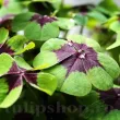 bulbi trifoi decorativ oxalis iron cross ghiveci 110x110