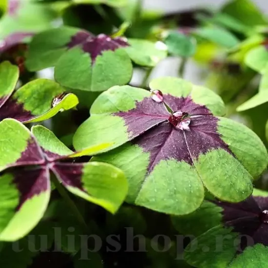 bulbi trifoi decorativ oxalis iron cross ghiveci