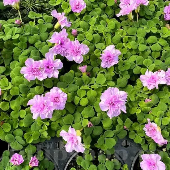 bulbi trifoi decorativ oxalis pom pom ghiveci