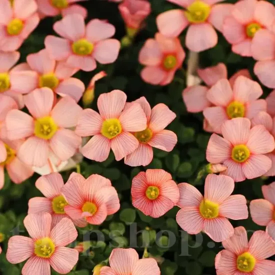 bulbi trifoi oxalis obtusa floare portocaliu roz