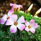 oxalis adenophylla ghivece si gradina plantare martie