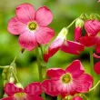 oxalis deppei iron cross bulbi plantare primavara 110x110
