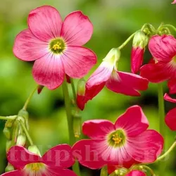 Bulbi Oxalis Iron Cross (Trifoi)