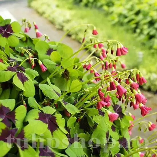 oxalis iron cross frunze cu pata neagra centrala