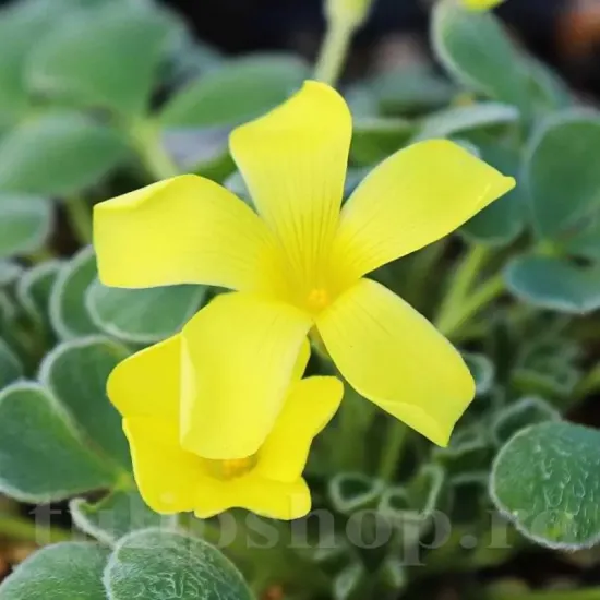 oxalis ken aslet floare galbena gradina stancarie