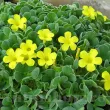 oxalis ken aslet trifoi decorativ peren soare 110x110