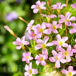 Bulbi Oxalis Pink Spider (Trifoi)