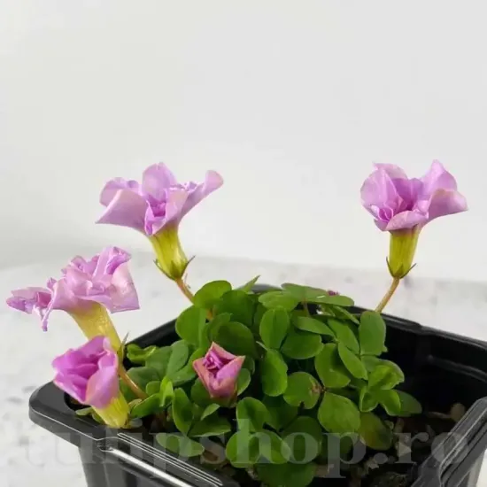 oxalis pom pom floare roz dubla gradina