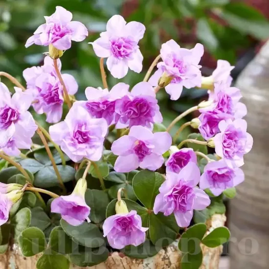 oxalis pom pom plantare primavara soare