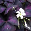 Bulbi Oxalis Triangularis (Trifoi) - Primavara oxalis triangularis frunze purpurii flori roz pale 110x110