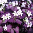 Bulbi Oxalis Triangularis (Trifoi) - Primavara oxalis triangularis trifoi norocos mov plantare primavara 110x110