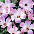 Bulbi Oxalis Adenophylla (Trifoi)