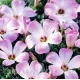 bulbi oxalis adenophylla plantare toamna gradinaw