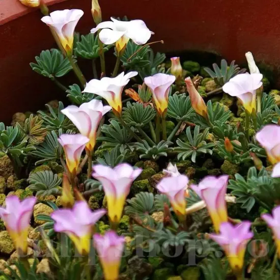 Bulbi Oxalis Autumn Pink (Trifoi) - Toamna bulbi oxalis autumn pink trifoi decorativ roz