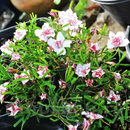 Bulbi Oxalis Double Pink Wonder (Trifoi) bulbi oxalis double pink wonder gradina toamna