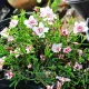 Bulbi Oxalis Double Pink Wonder (Trifoi) bulbi oxalis double pink wonder gradina toamna