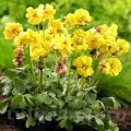 Bulbi Oxalis Double Trouble (Trifoi)