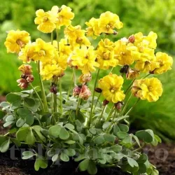 Bulbi Oxalis Double Trouble (Trifoi)