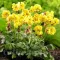 Bulbi Oxalis Double Trouble (Trifoi)