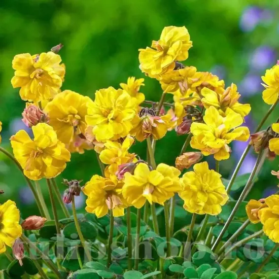 Bulbi Oxalis Double Trouble (Trifoi) bulbi oxalis double trouble gradina toamna