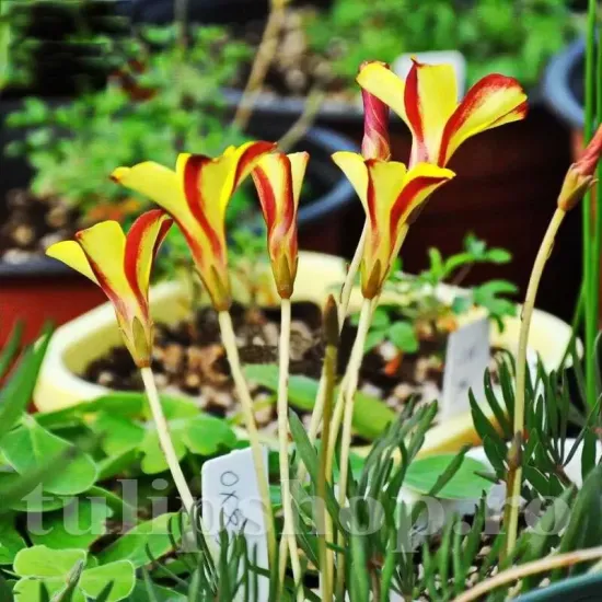 Bulbi Oxalis Golden Cape (Trifoi) bulbi oxalis golden cape galben toamna