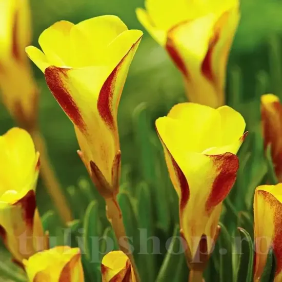 Bulbi Oxalis Golden Cape (Trifoi) bulbi oxalis golden cape gradina toamna
